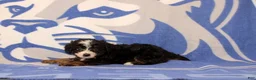 Mini Bernedoodle dogs for sale: Earl - Ad 3