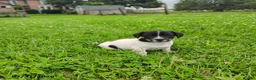 Jack Russell Terrier dogs for sale: Buster - Ad 1