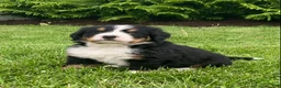 Bernese Mountain Dog dogs for sale: Alexa  - Ad 5