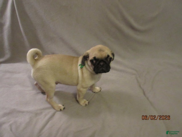 Pug dogs for sale: Pug Puppy 2 - Ad 9