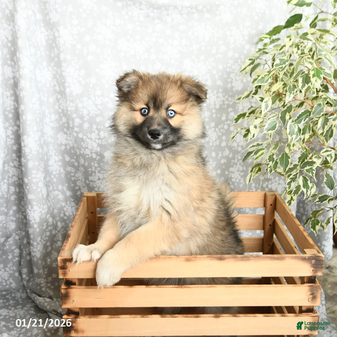 Pomsky dogs for sale: Fletcher - Ad 2
