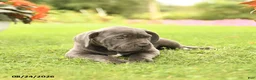 Cane Corso dogs for sale: Drew - Ad 4