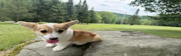 Welsh Corgi Pembroke dogs for sale: SKYLER - Ad 4