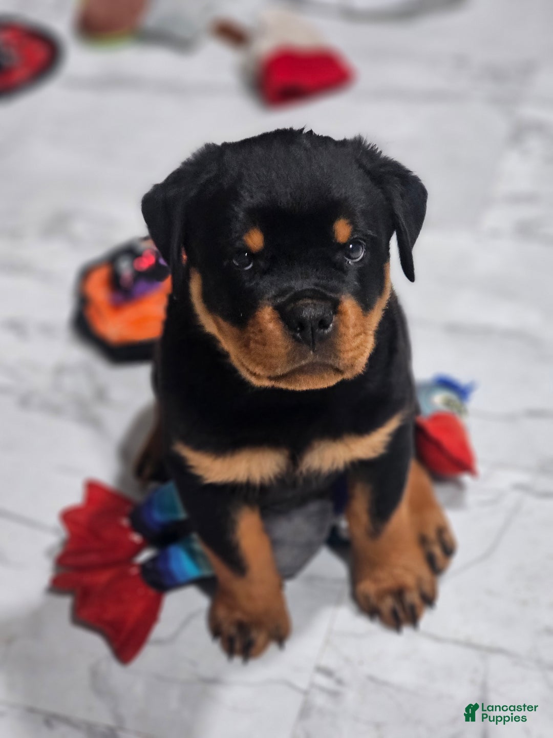 Rottweiler Puppy for sale in Plum Lancaster Puppies