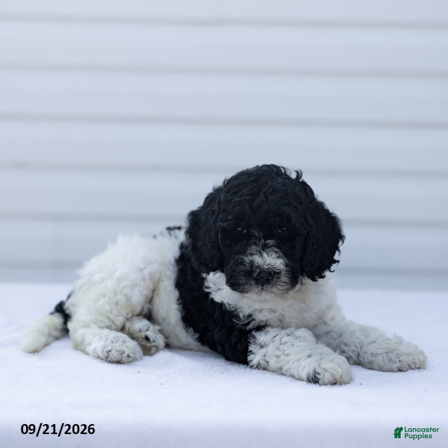 Goldendoodle dogs Joy - Ad 2