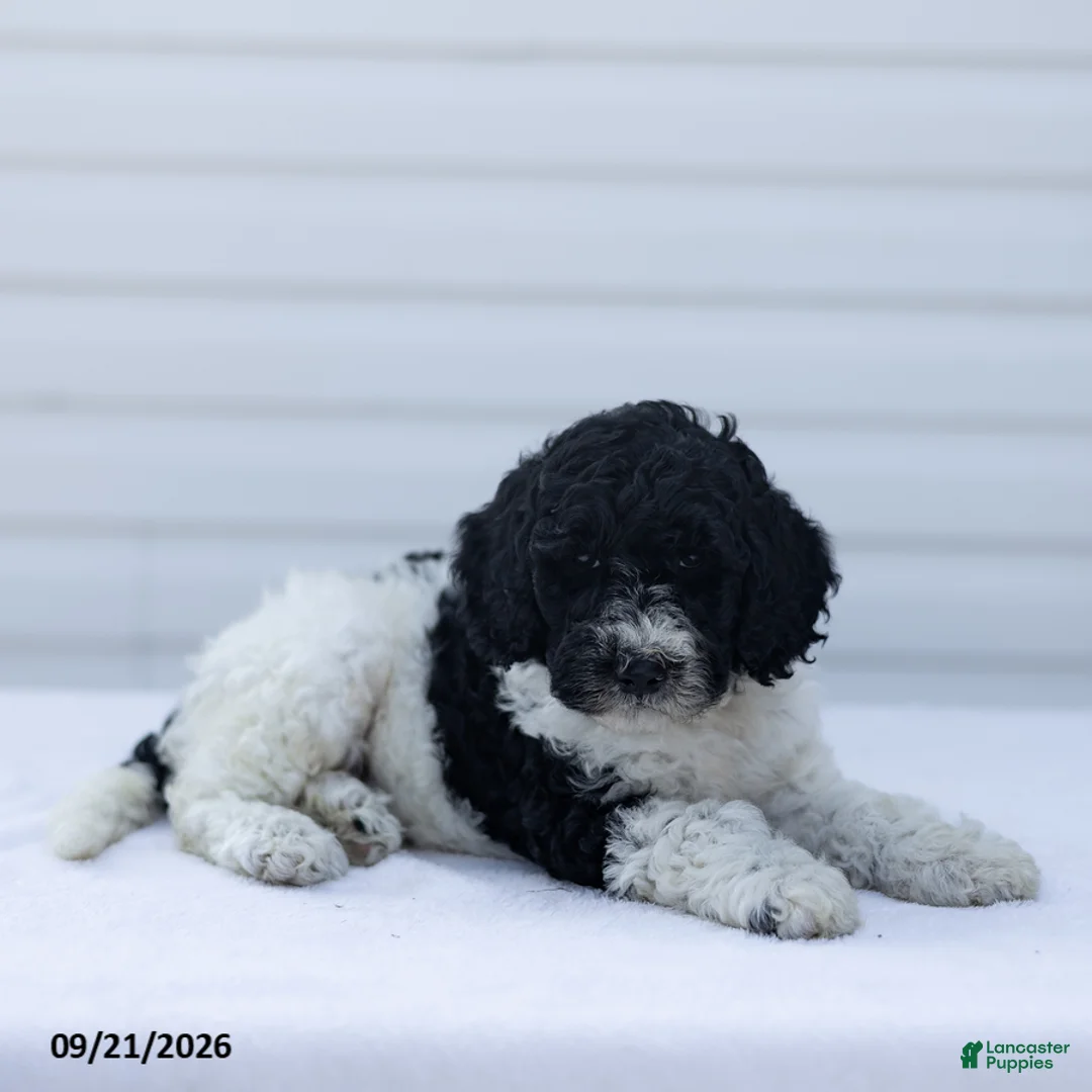 Goldendoodle dogs for sale: Joy - Ad 2