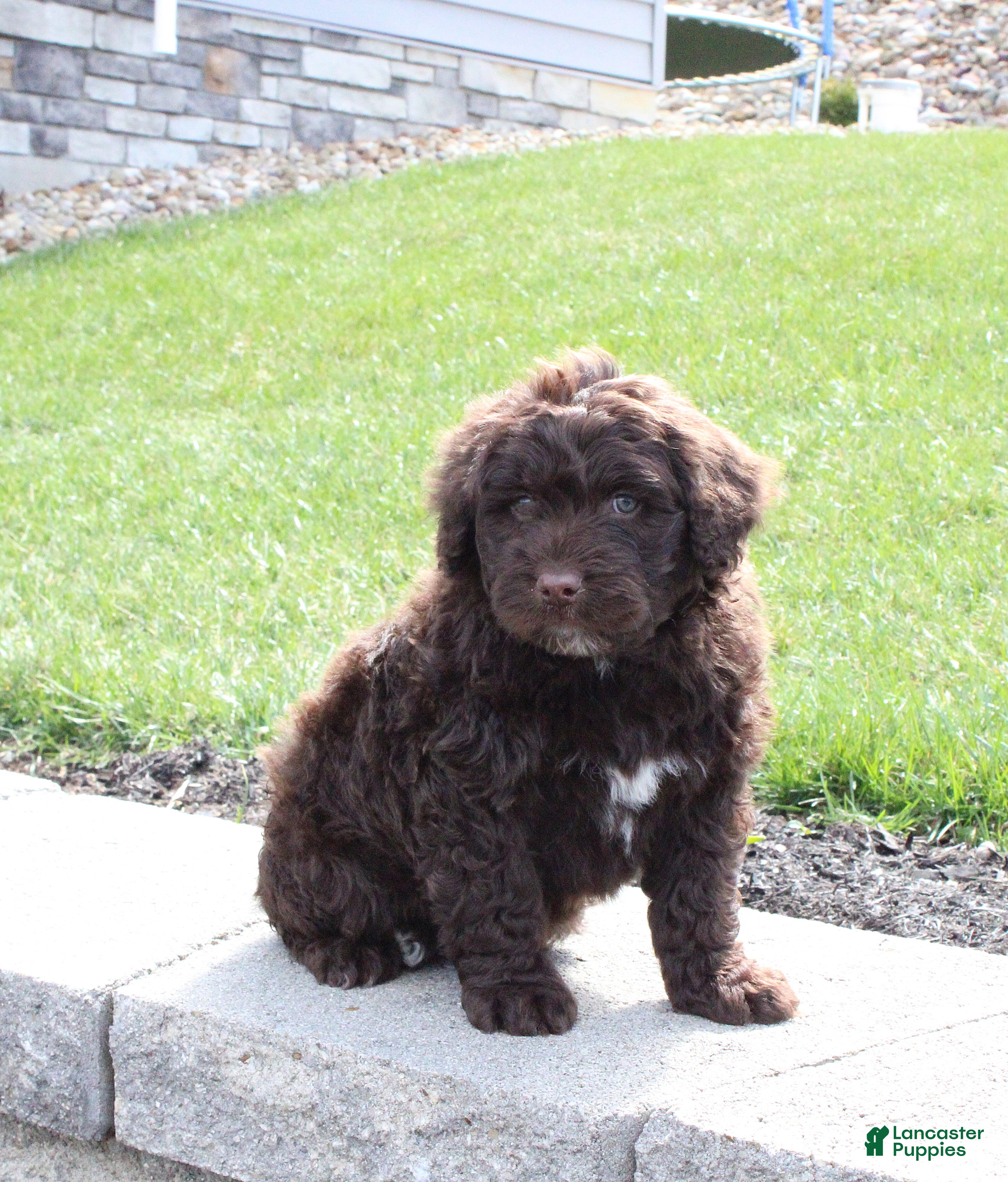 Portuguese Water Dog dogs Flint - Ad 1