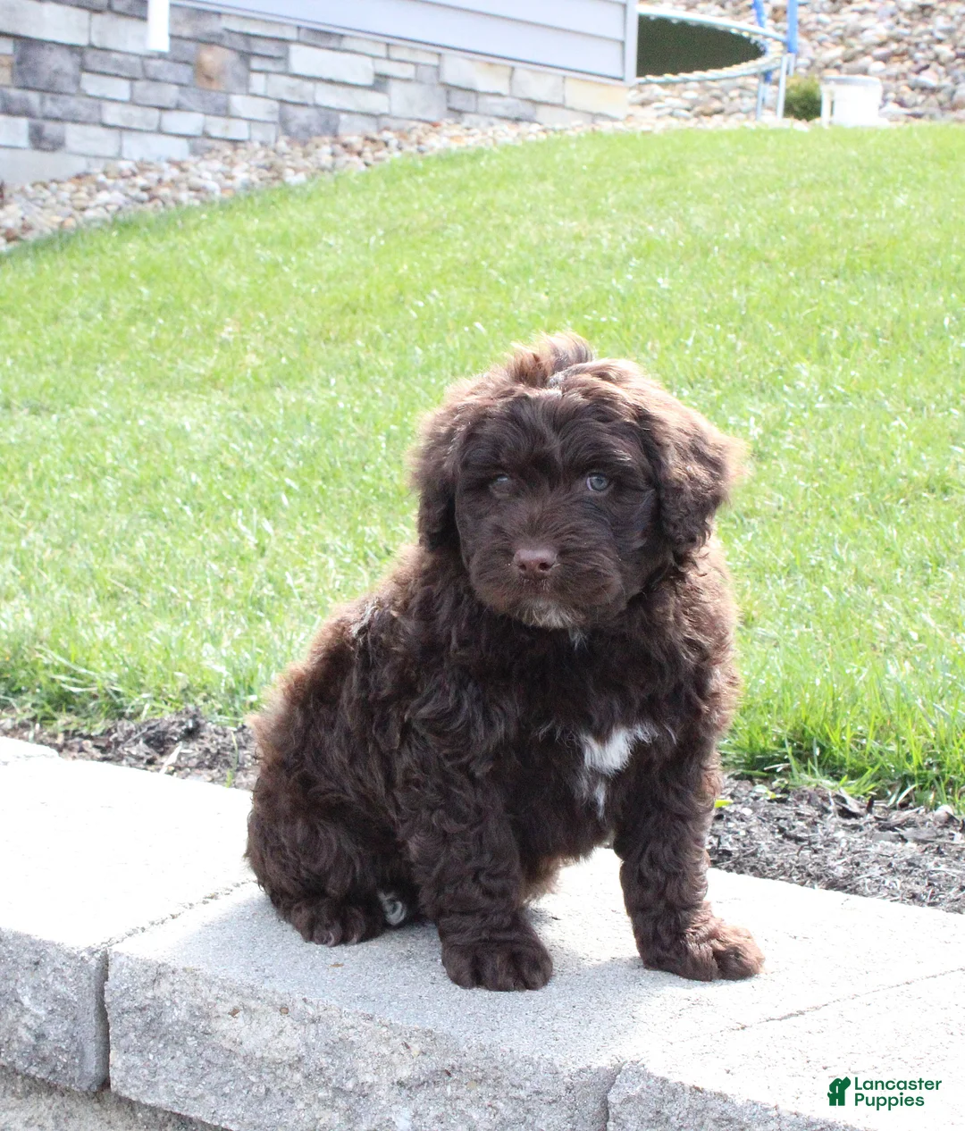 Portuguese Water Dog dogs for sale: Flint - Ad 1