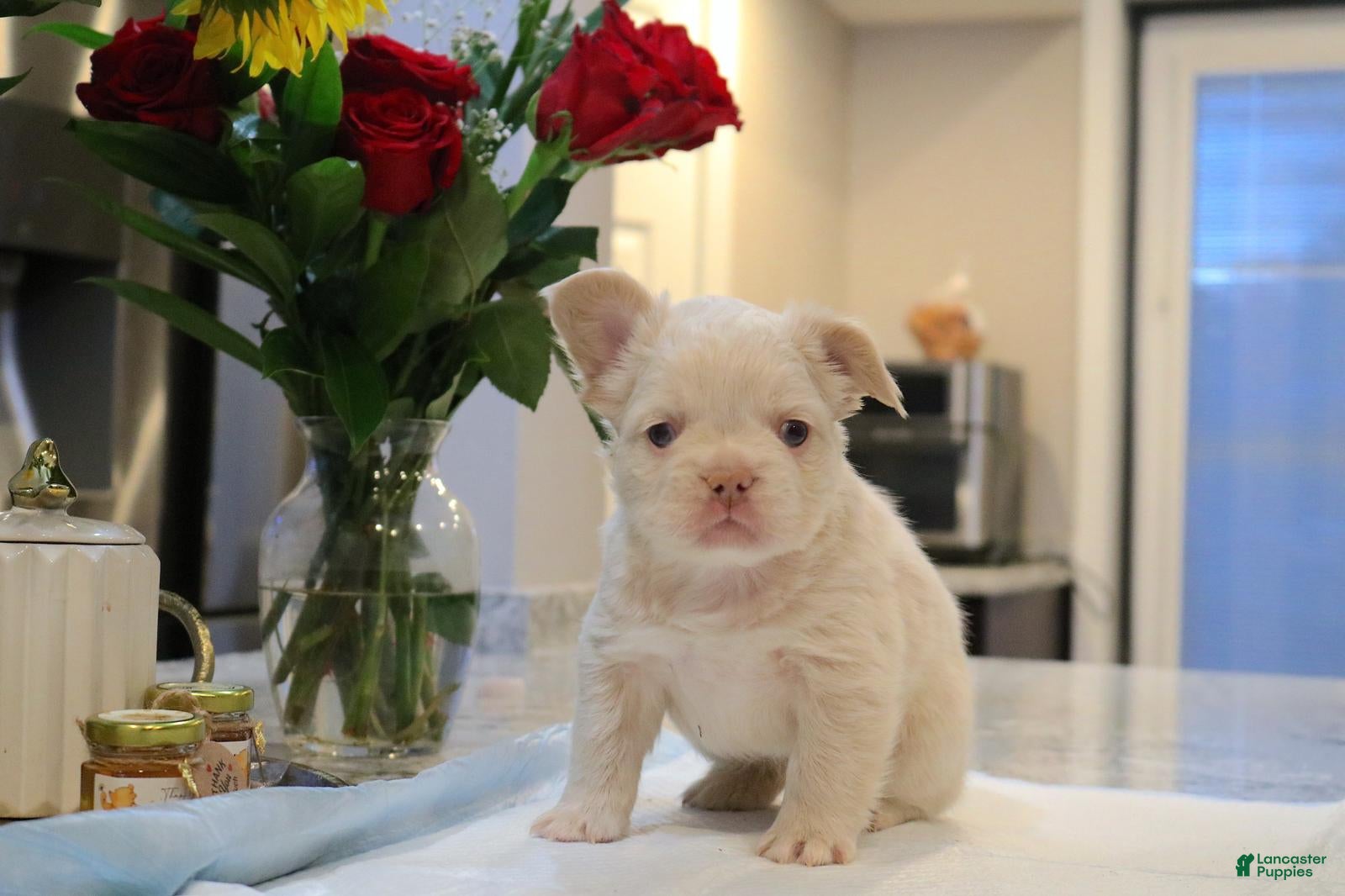 French Bulldog dogs Marshmello  - Ad 2