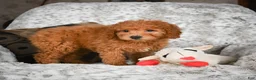 Cavapoo dogs for sale: Carrie - Ad 3
