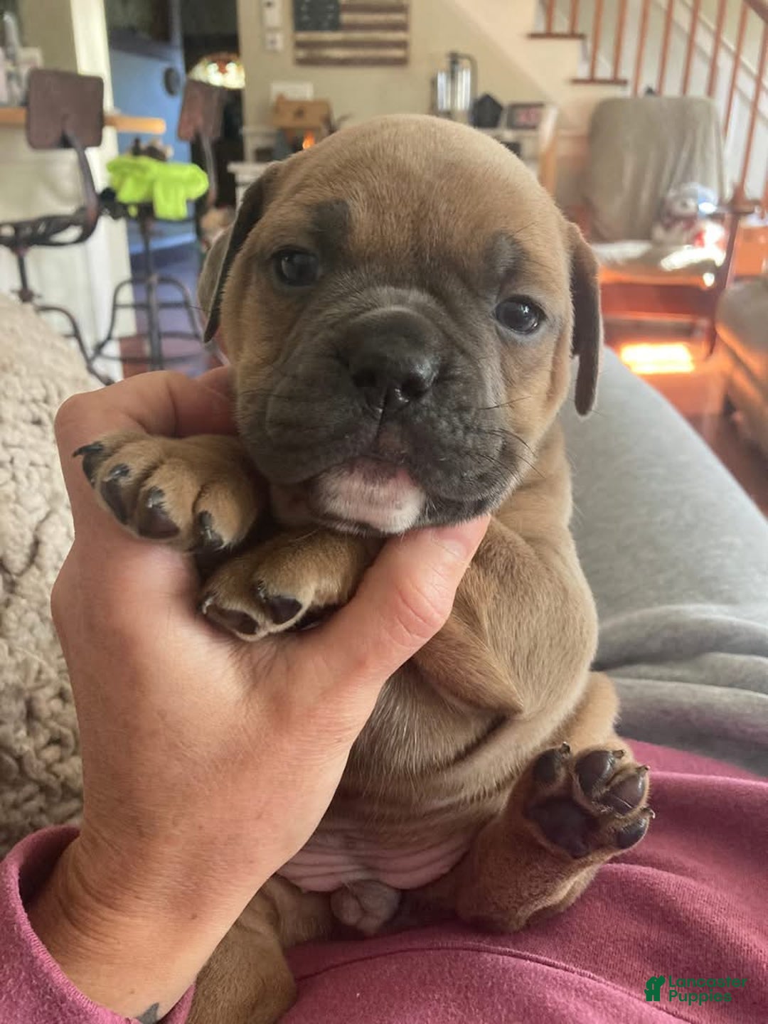 Olde English Bulldogge dogs for sale: Olde English Bulldogge Puppy 5 - Ad 3