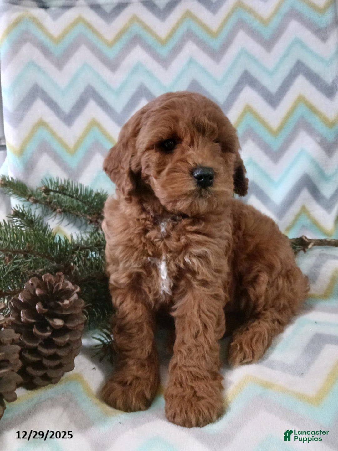 Cockapoo dogs for sale: Delilah - Ad 4