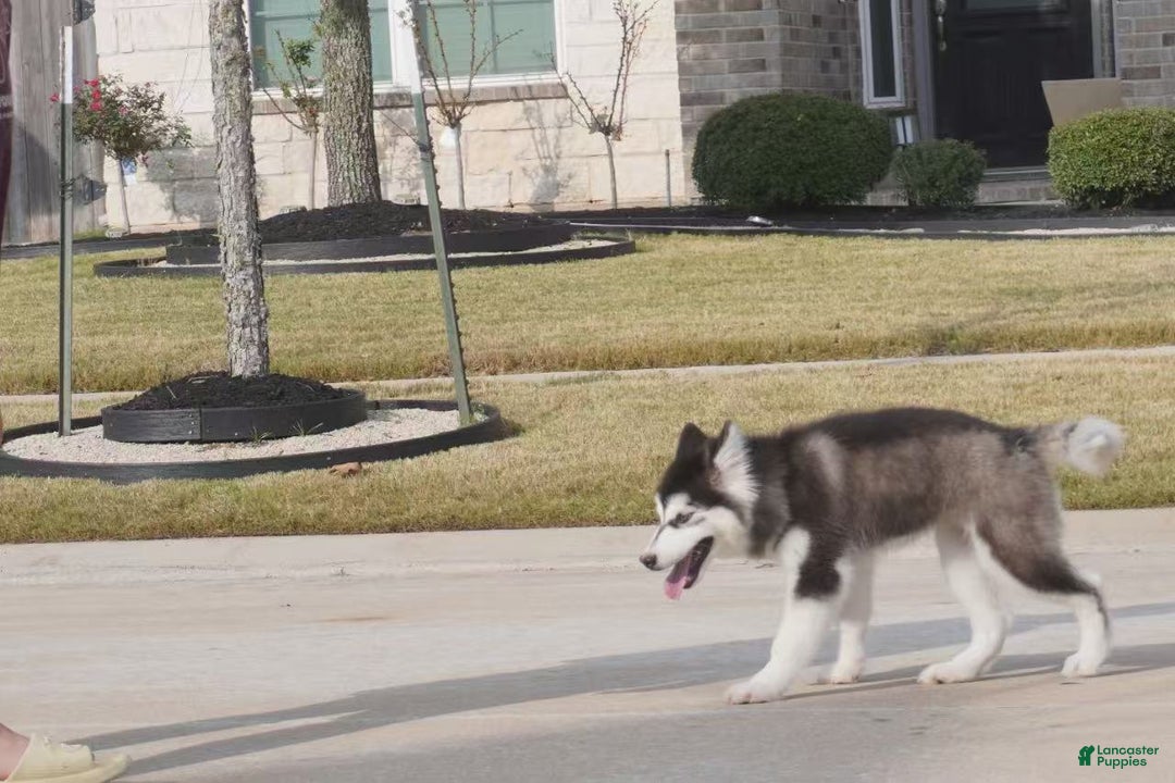 Alaskan Malamute dogs for sale: Xiao Cheng - Ad 10