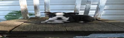 Boston Terrier dogs for sale: Cecil - Ad 5