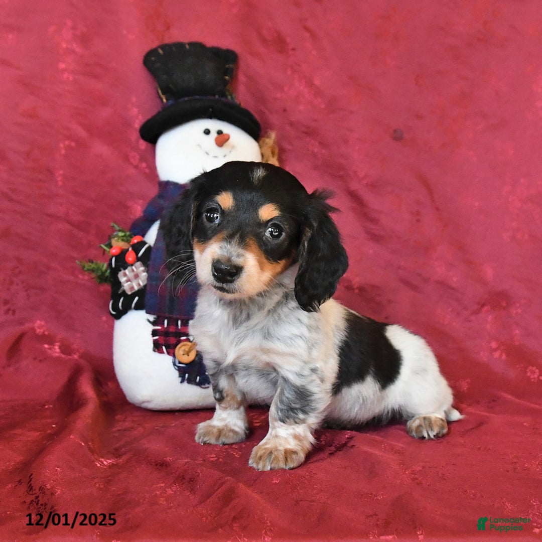 Dachshund dogs for sale: Holly - Ad 2