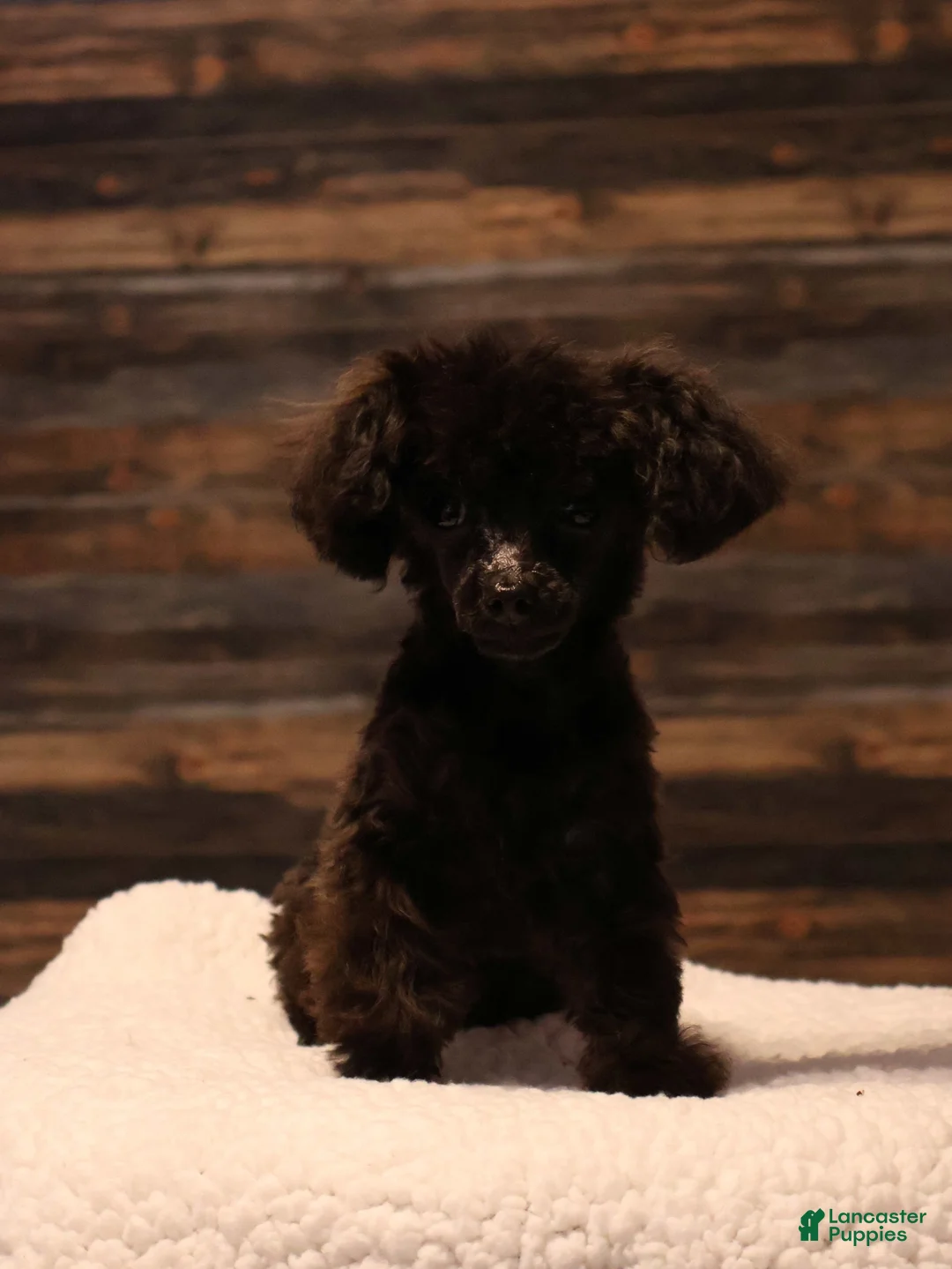 Toy Poodle dogs for sale: Oliver - Ad 3