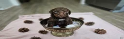 Standard Poodle dogs for sale: Pam Halpert - Ad 4