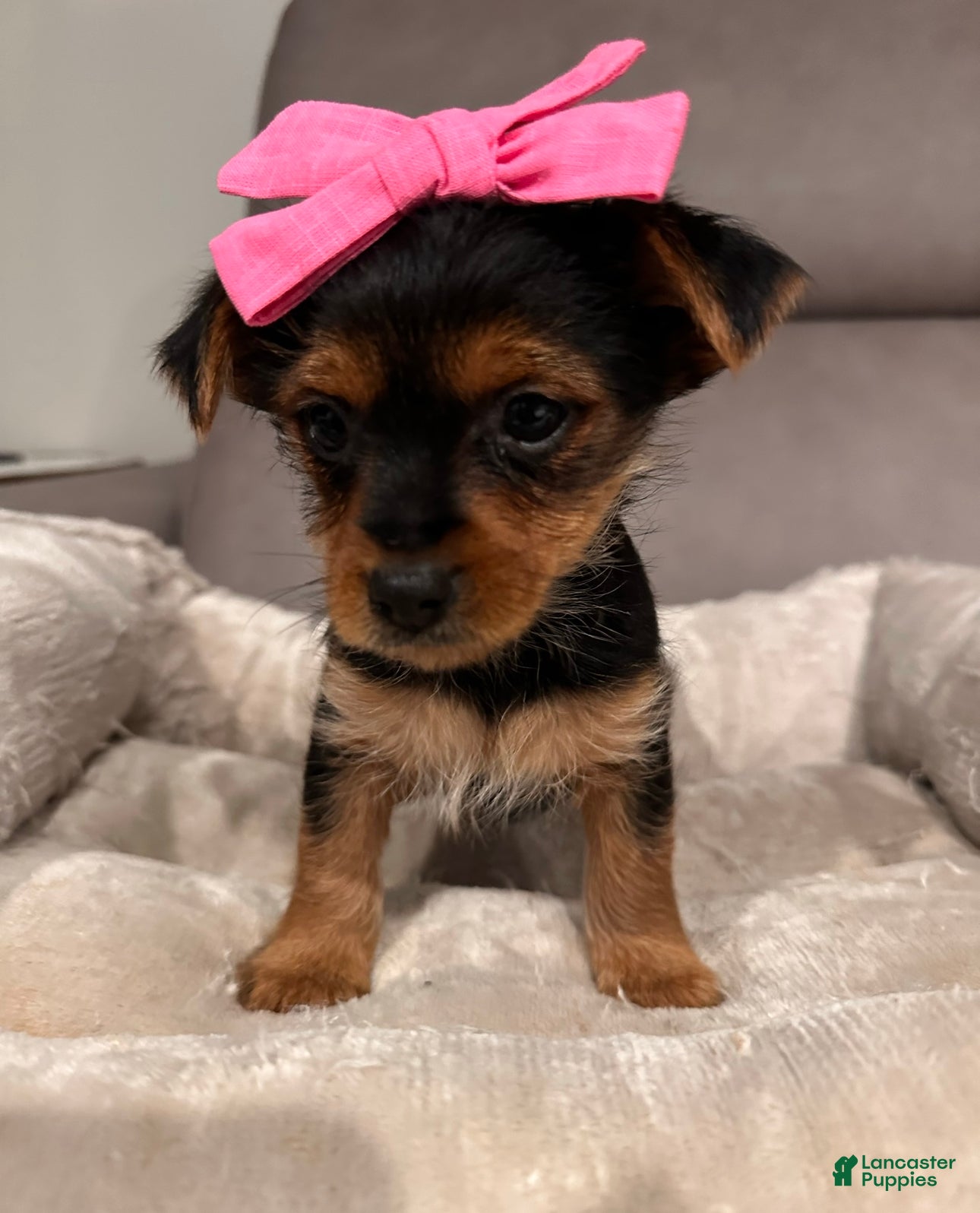 Yorkshire Terrier dogs Aria-POTTY And CRATE TRAINING NOW HOME RAISED - Ad 37