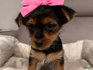 Yorkshire Terrier dogs Aria-POTTY And CRATE TRAINING NOW HOME RAISED - Ad 37