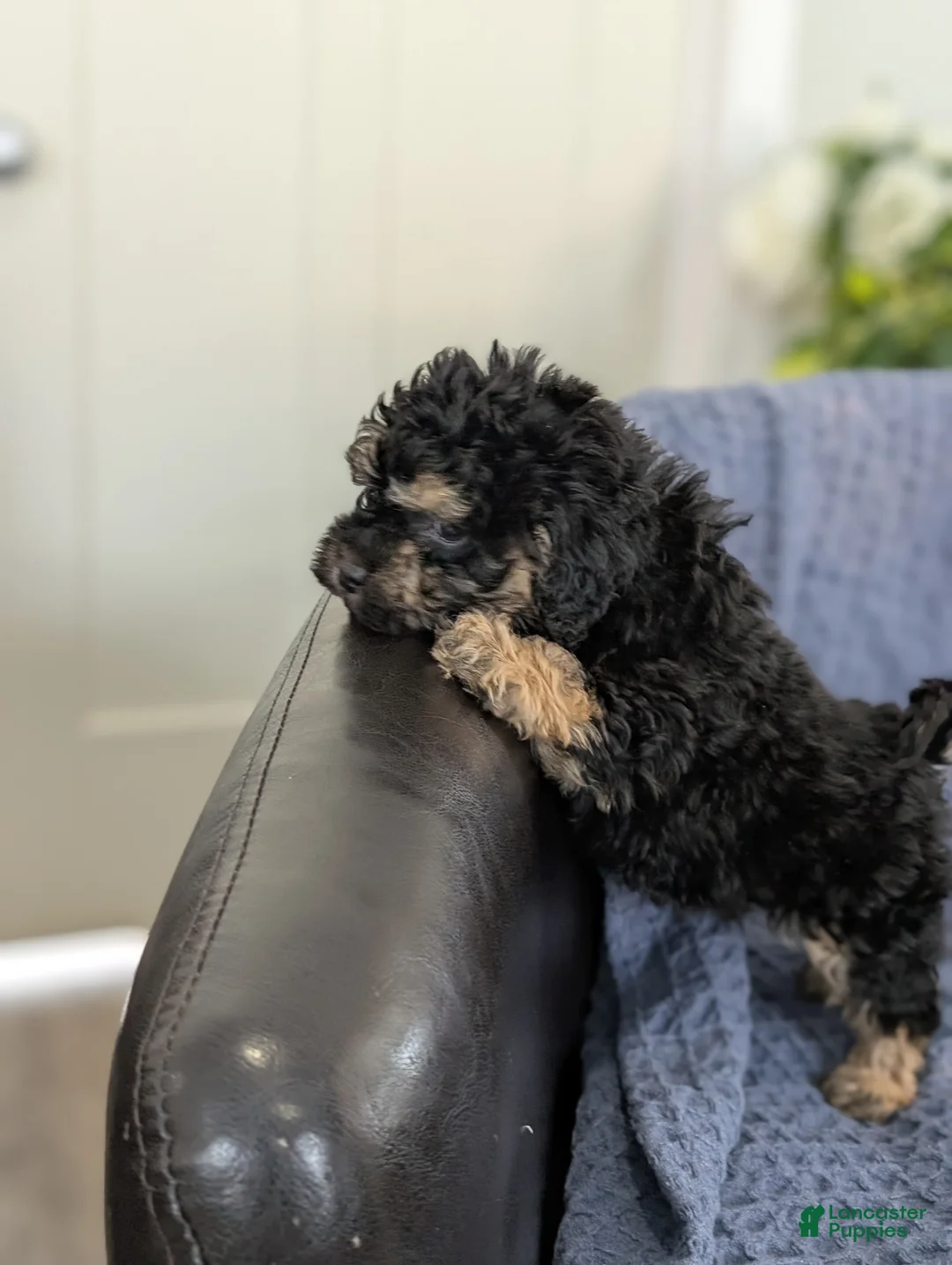 Cockapoo dogs for sale: Tiny Atlas - Ad 4