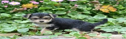 Morkie dogs for sale: Daisy - Ad 5