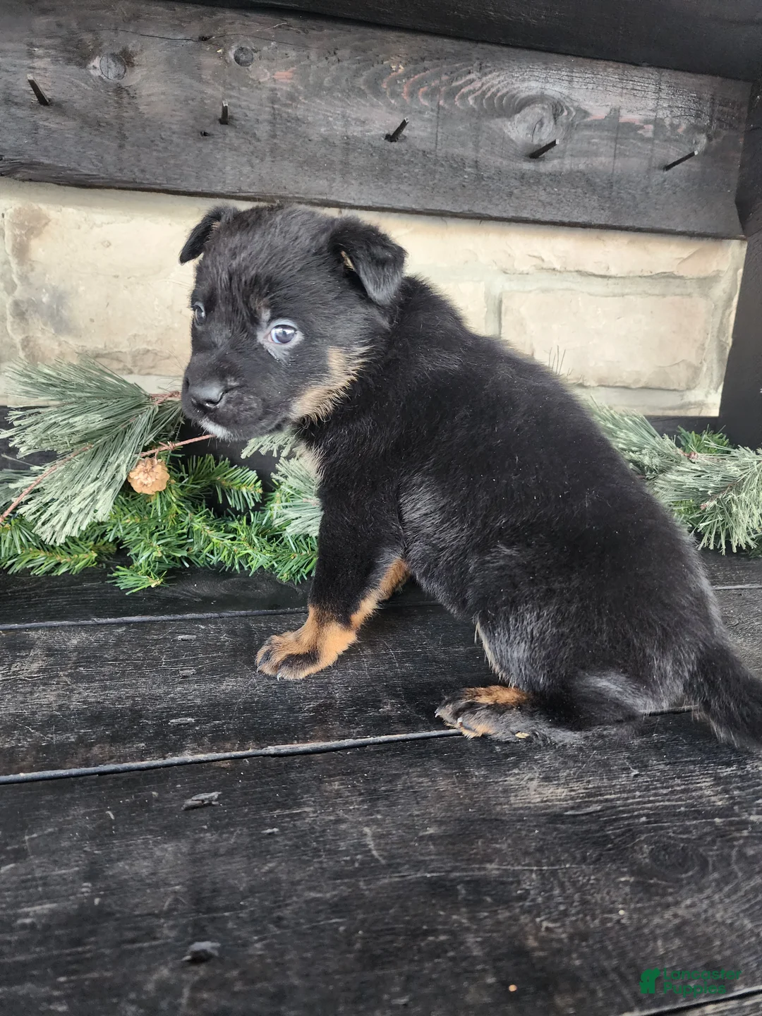 Mixed Breed dogs for sale: Ricky - Ad 5