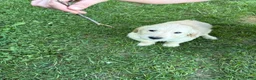 Golden Retriever dogs for sale: Green - Ad 2