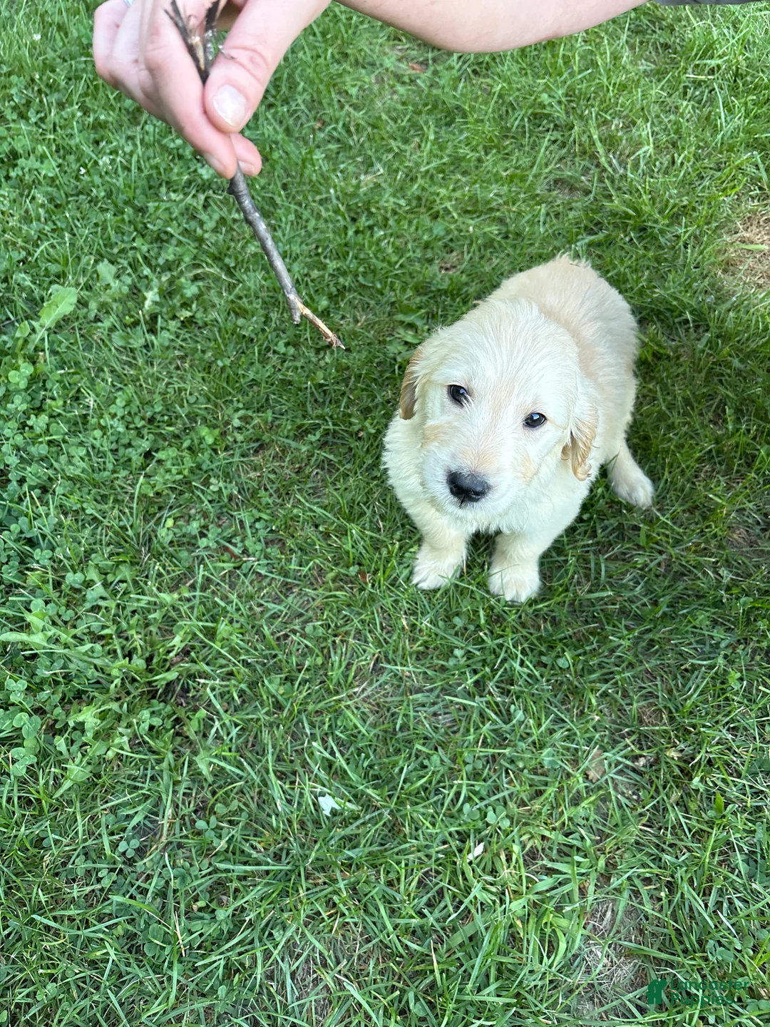 Golden Retriever dogs for sale: Green - Ad 2