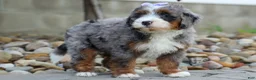 Mini Bernedoodle dogs for sale: 🐾 Paisley 🐾 - Ad 4