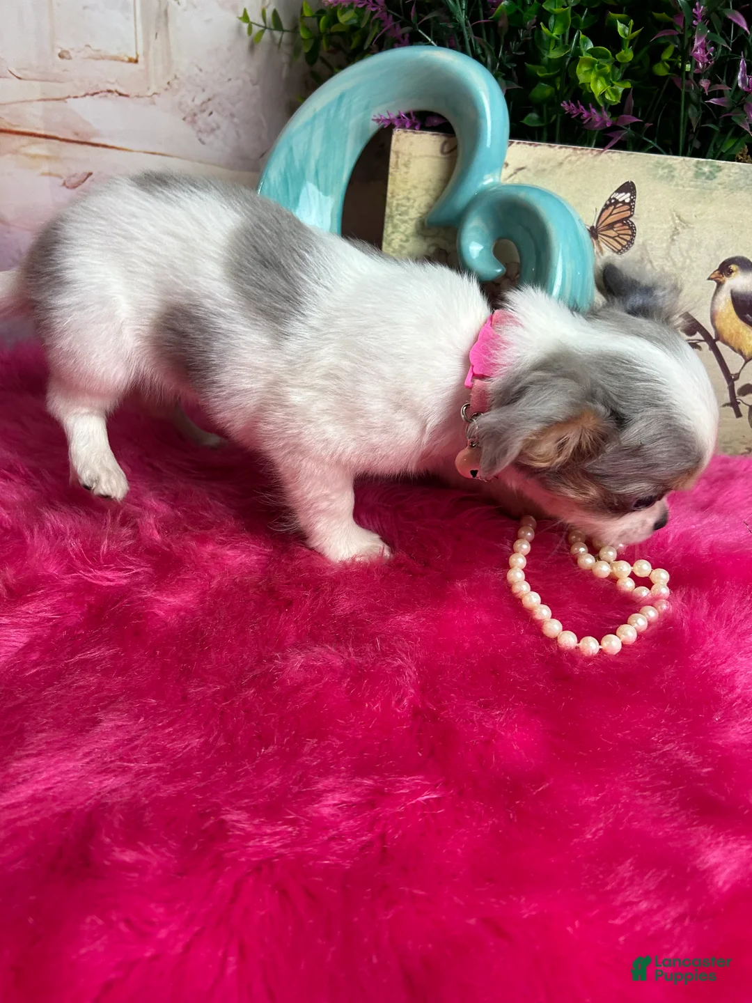 Chihuahua dogs for sale: Bluebell in California  - Ad 3