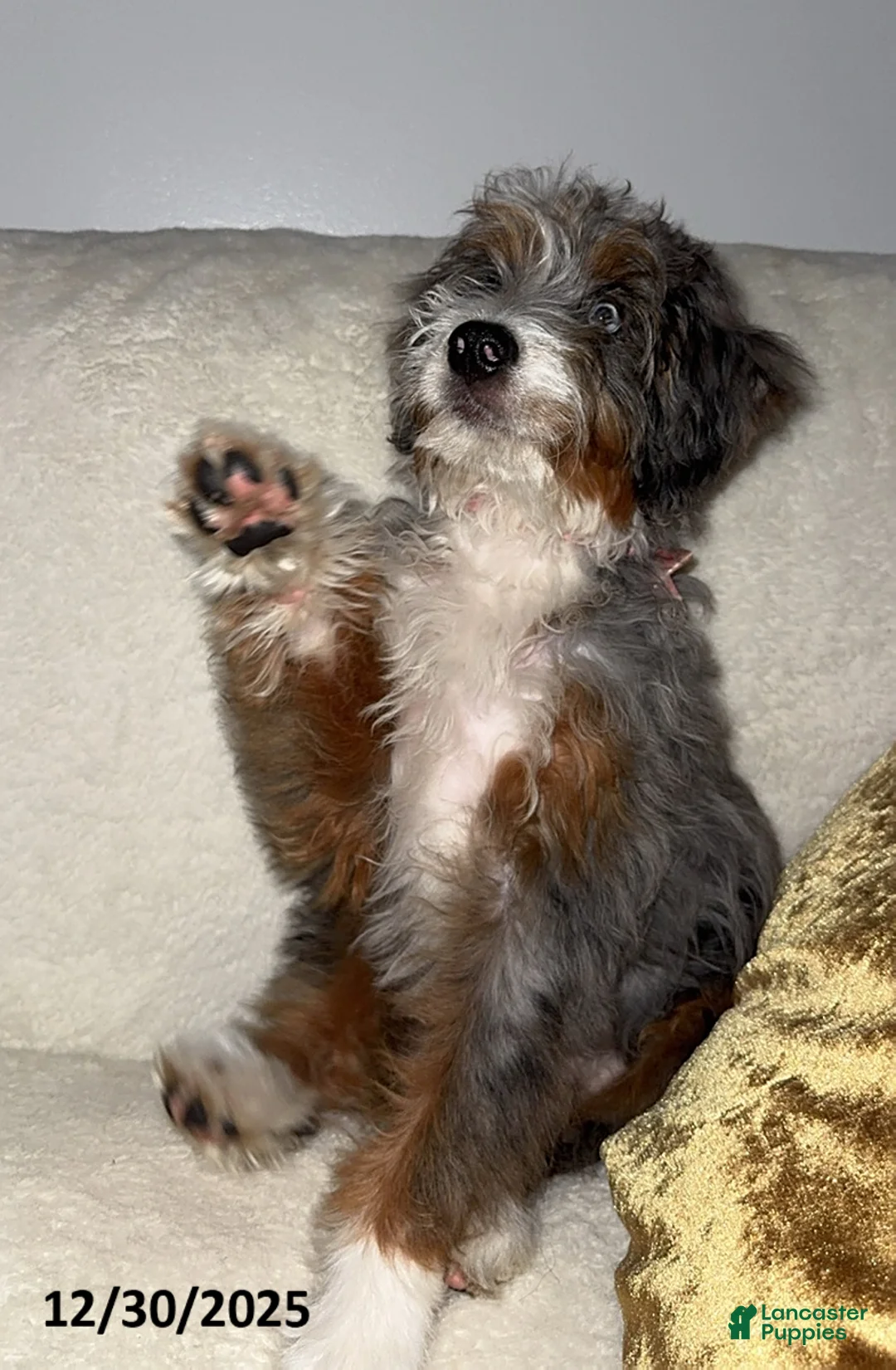 Mini Bernedoodle dogs for sale: Majorie - Ad 8