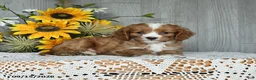 Cavapoo dogs for sale: Nate - Ad 2