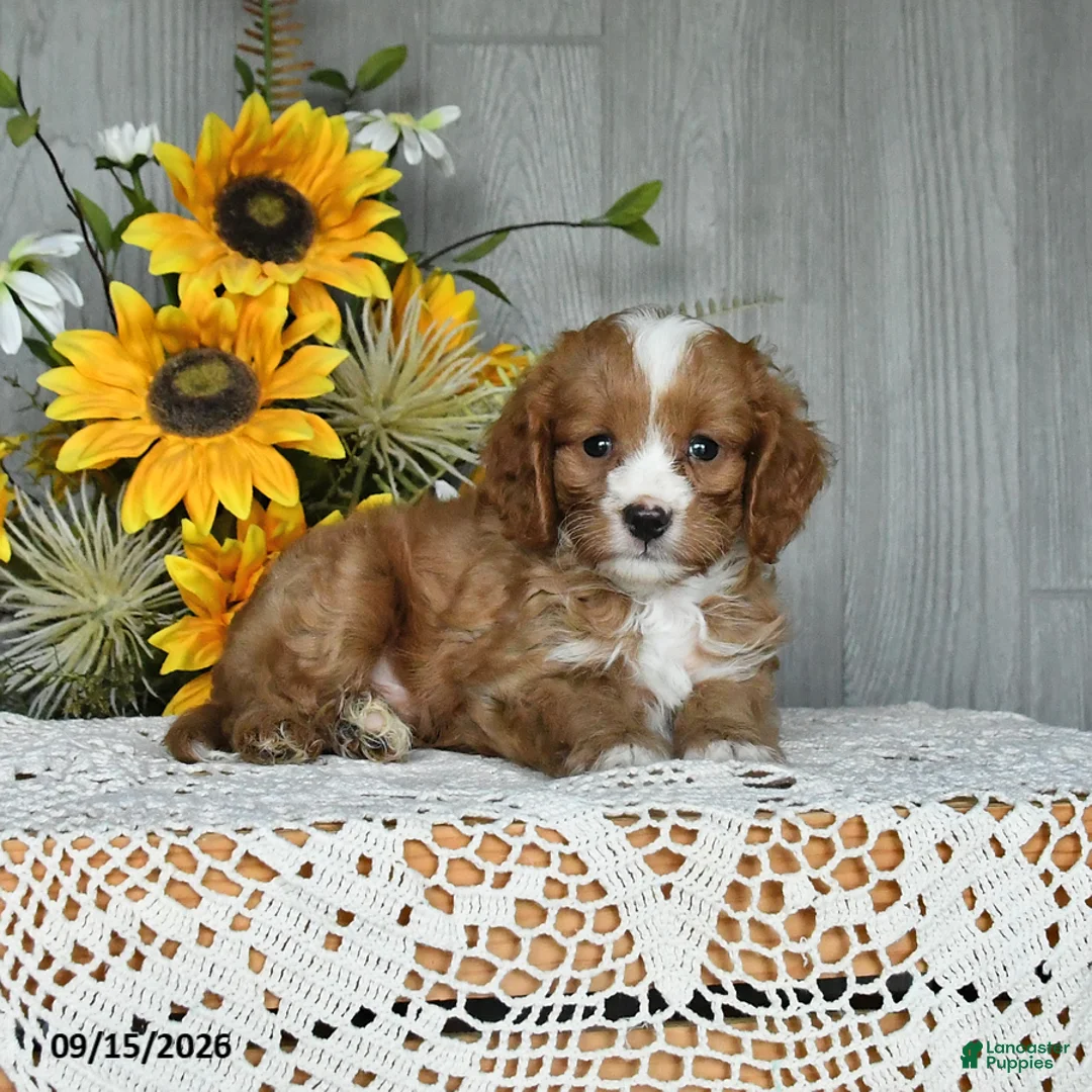 Cavapoo dogs for sale: Nate - Ad 2
