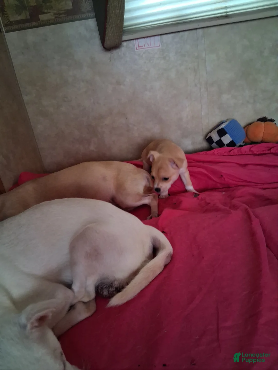 Chihuahua dogs for sale: Chihuahua 2 - Ad 2