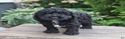 Cockapoo dogs for sale: Dallas - Ad 3