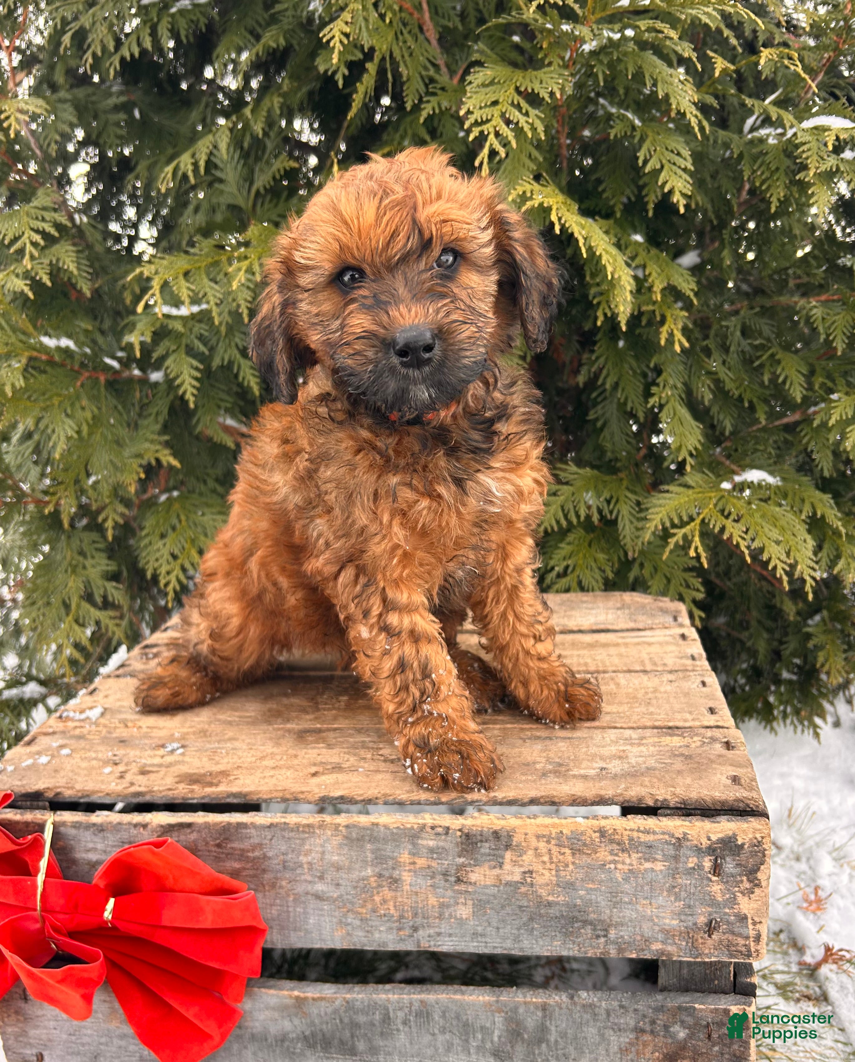 Whoodle dogs Emmy - Ad 10