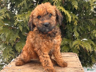 Whoodle dogs Emmy - Ad 10