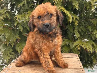 Whoodle dogs Emmy - Ad 10