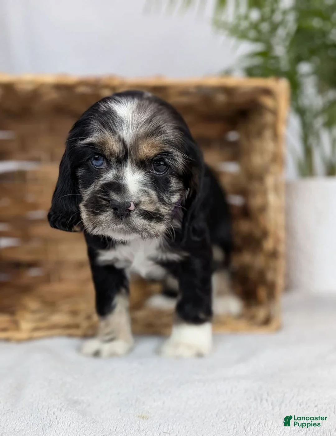 Cocker Spaniel dogs for sale: Cocker Spaniel Puppy 4 - Ad 8