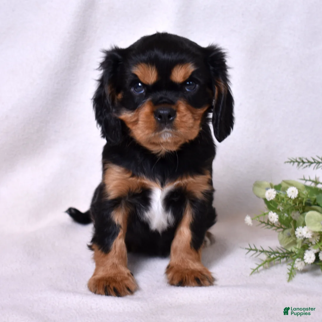 Cavalier King Charles Spaniel dogs for sale: Gizmo | Genetically Screened  - Ad 3