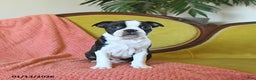 Boston Terrier dogs for sale: Prancer - Ad 4