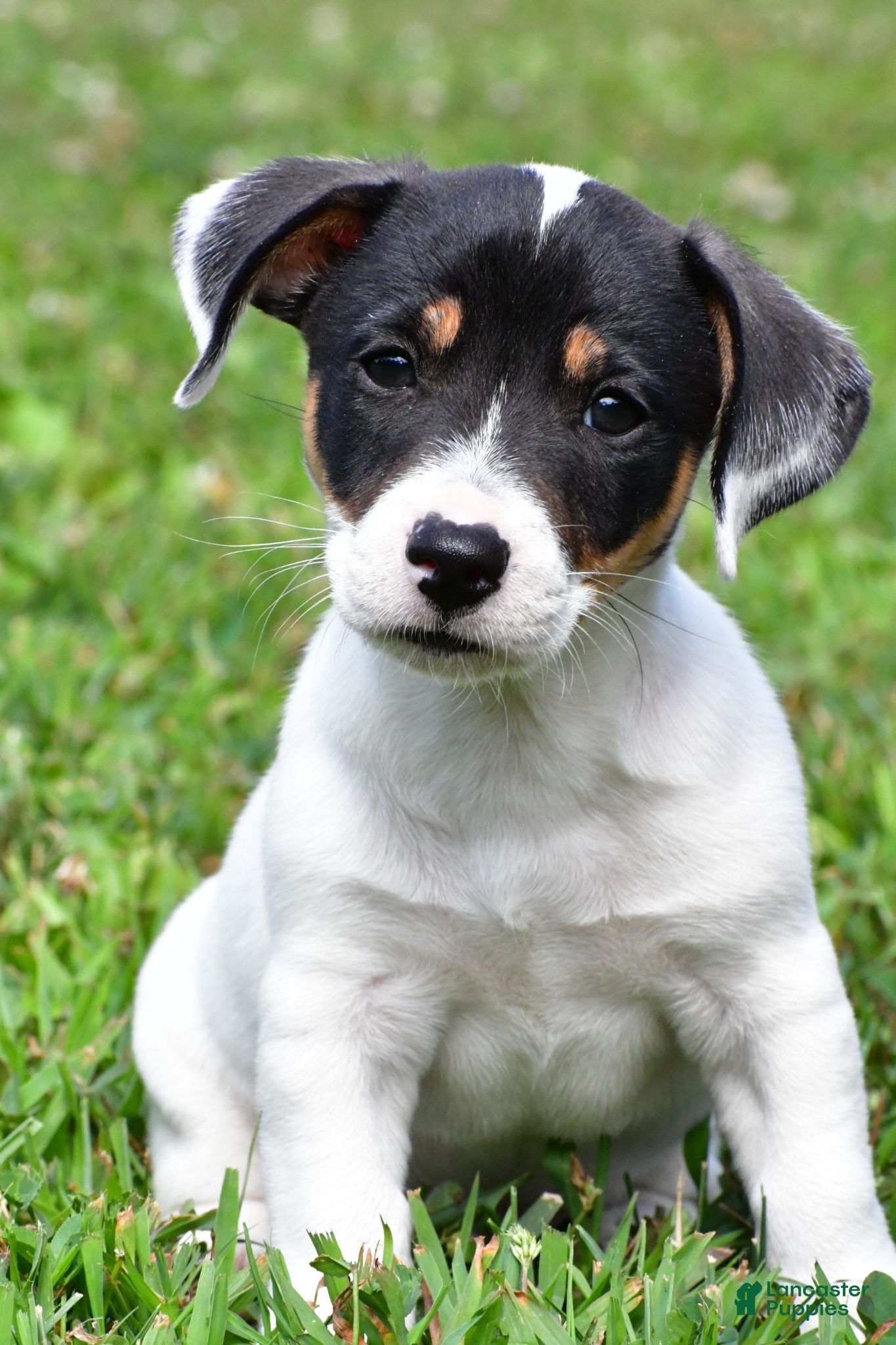 Jack Russell Terrier dogs Jasper - Ad 1