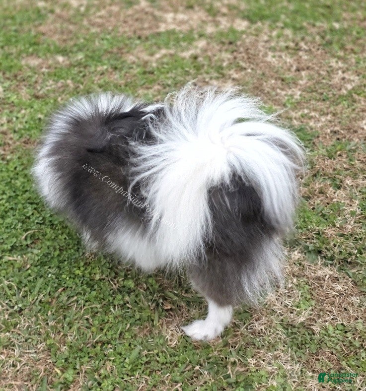 Pomeranian dogs Paris - Blue and White (parti) -Young Adult AKC full no reg option - Ad 7