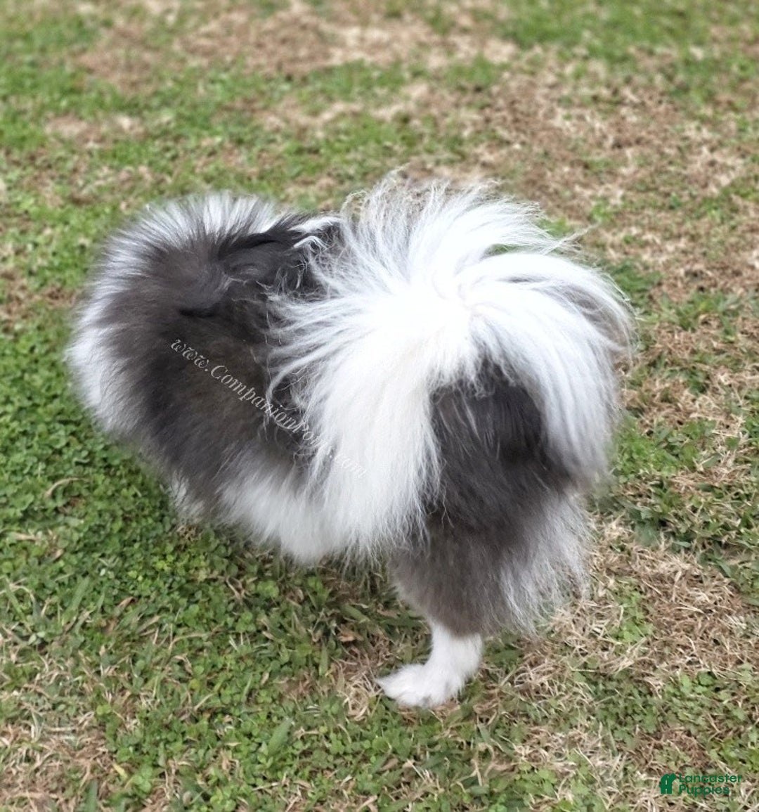 Pomeranian dogs for sale: Paris - Blue and White (parti) -Young Adult AKC full no reg option - Ad 7