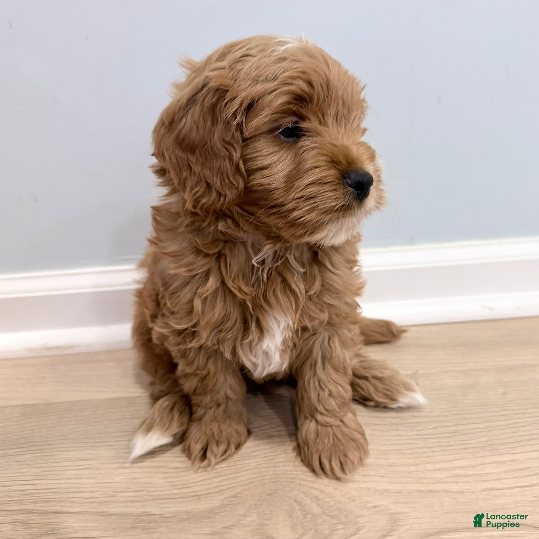 Mini Goldendoodle dogs Ollie (Petite Goldendoodle) - Ad 2