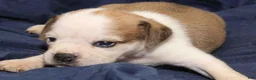 Puggle dogs for sale: Chewy - Ad 7