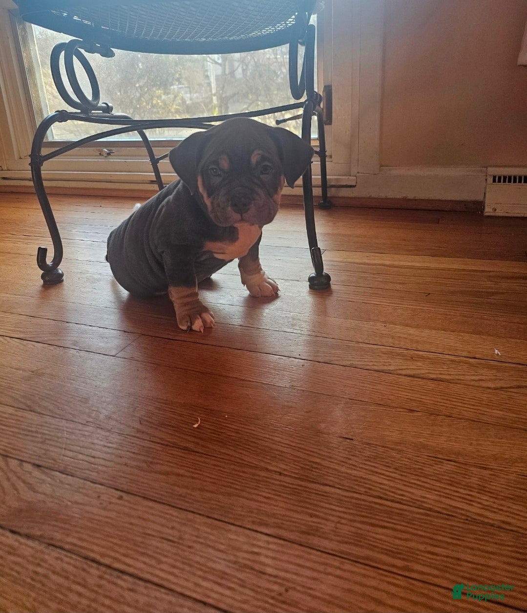 American Bully dogs Freya - Ad 1