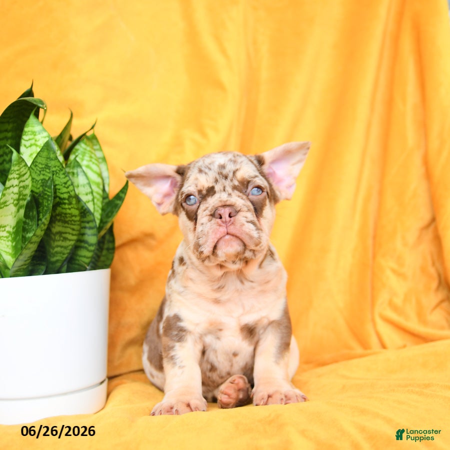 French Bulldog dogs Duke  - Ad 1