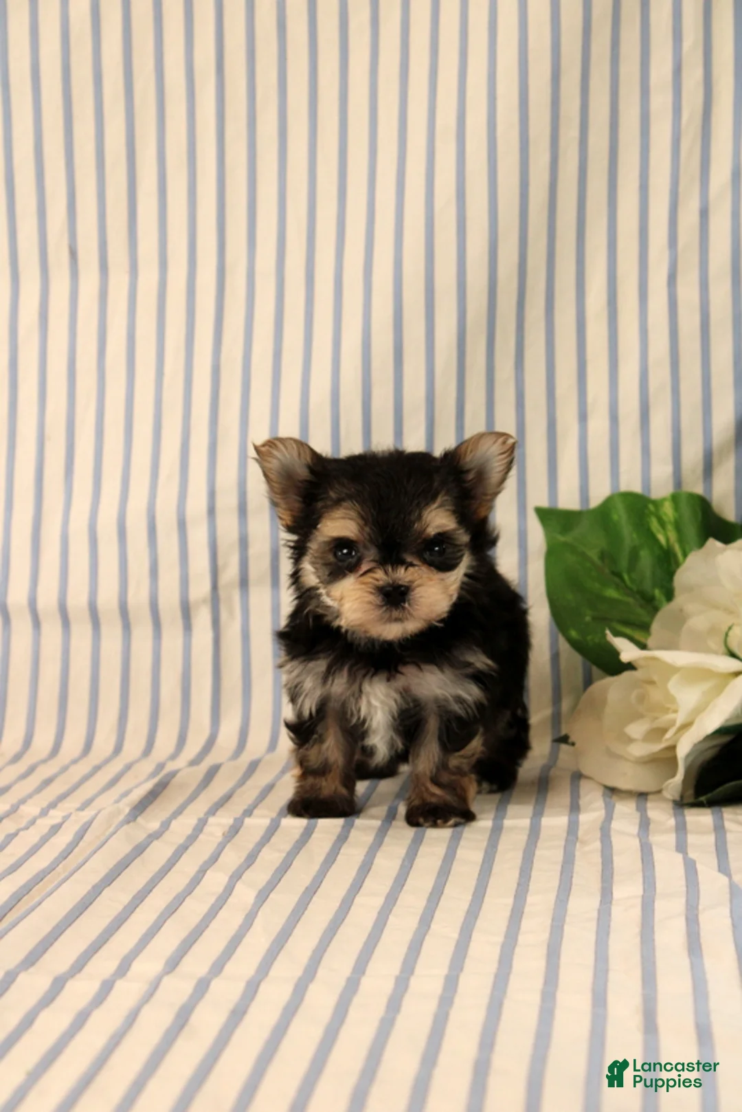 Morkie dogs for sale: Balinda - Ad 2
