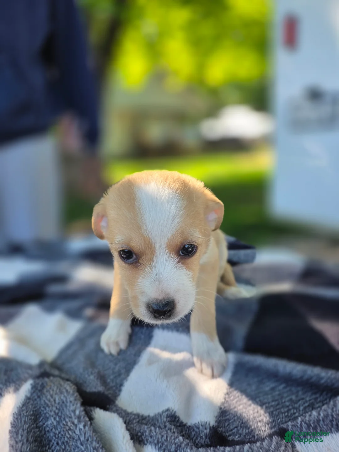 Chihuahua dogs for sale: Chihuahua Puppy 5 - Ad 2